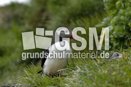 Papageitaucher (11 von 20).jpg